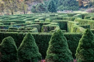 The VanDusen Garden's Elizabethan Hedge Maze, Vancouver, British Columbia