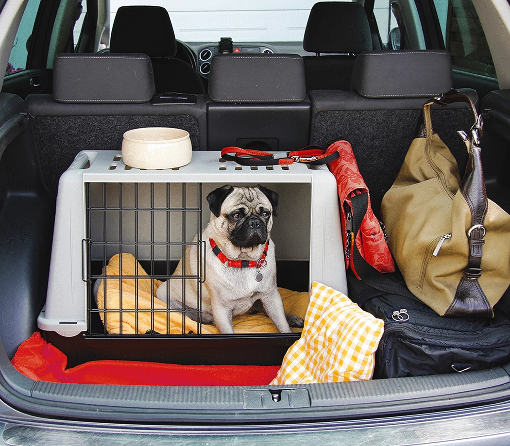 Dog in a travel case in a car